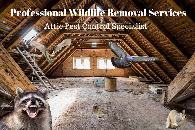 Greater Ann Arbor Wildlife Solutions