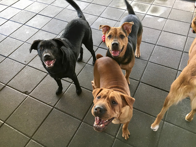 The Dog Lodge at Dandy Acres