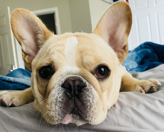 Milan Area Animal Hospital