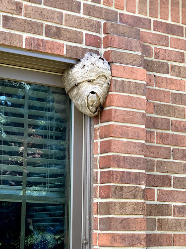 Pest EZ: Exterminator, Pest control service