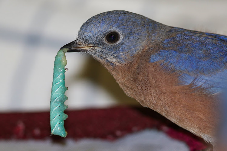 Bird Center of Michigan