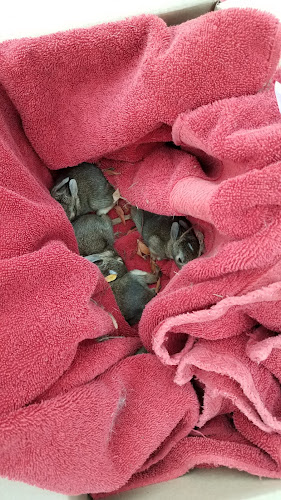 Burton Tree Service and Landscaping, LLC